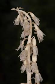 Image result for Epipogium roseum