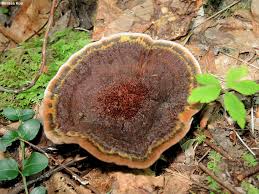 Image result for Clutia monticola