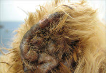 Treatment For Your Dog S Ear Hematomas Whole Dog Journal He can also develop cauliflower ear from this. treatment for your dog s ear hematomas