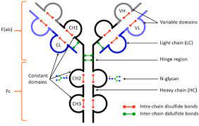 Today we are continuing the project we left off on last time. Separations Free Full Text Analysis Of Monoclonal Antibodies By Capillary Electrophoresis Sample Preparation Separation And Detection Html