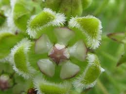 Image result for Xysmalobium alatum