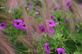 Geranium Patricia Brempat Cranesbill Cranesbill Geranium Geranium Patricia Geraniums