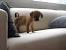 Dog On Couch Drawing
