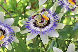 Image result for Astropanax