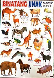 We did not find results for: Jual Poster Gambar Binatang Jinak Di Lapak Bumi Permata Bukalapak
