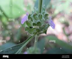 Image result for Meiosperma bracteatum