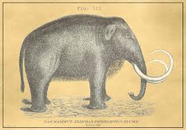 Check spelling or type a new query. Vintage Woolly Mammoth Drawing By Vintage Pix