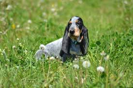 Image result for malý modrý gaskoňský honič