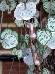 Image result for Ceropegia albipilosa