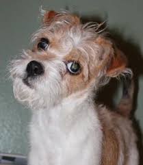 Check spelling or type a new query. 32 Alaska Dogs Need Homes Too Ideas Alaska Dog Dogs Alaska