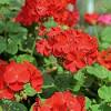 Blue plumbago is a very drought tolerant perennial Https Encrypted Tbn0 Gstatic Com Images Q Tbn And9gcqyswmpwpsclpgog6a0ihd0ftqc5rbeli6y7omnp1vh65xsb0dj Usqp Cau