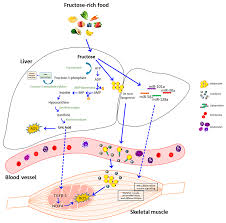 Check spelling or type a new query. Antioxidants Free Full Text Nutrition And Micrornas Novel Insights To Fight Sarcopenia Html