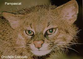 It is listed as near threatened on the iucn red list as habitat conversion and destruction may cause the population to decline in the future. Pampascat Or Colocolo Oncifelis Colocolo Wild Cats Magazine