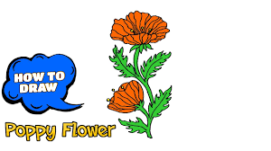 How do you draw flowers step by step? How To Draw A Poppy Flower Step By Step Easy Easy Drawing With Pen Viral Chop Video