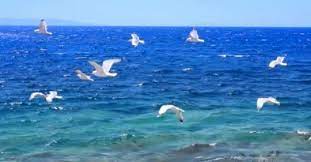 umidimi aldin nese kalmadi git yoluna gelme