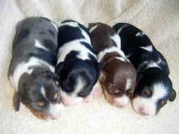 Dachshund puppies for sale near austin, texas your search returned the following puppies for sale. Smooth Coat Piebald Miniature Dachshund Babies Doxie Puppies Baby Dachshund Dachshund