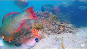 Coral reef coloring page.pdf — 76.7 kb. The Fading Color Of Coral Anthropogenic Threats To Our Native Reefs The Florida Bar