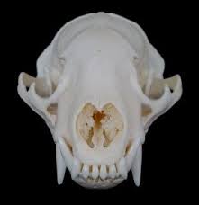 Paxton Gate Ethically Sourced Skulls Skull Skull And Bones Bones