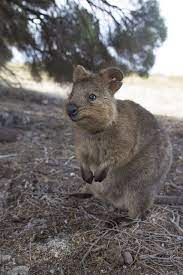 Smiling Quokka By Wanderer And Wonderer Quokka Happy Animals Cute Animals