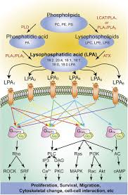 התחברו עכשיו לאיזור האישי של פרטנר ותוכלו לבצע מגוון פעולות במקום אחד: Lpa Receptor Signaling Pharmacology Physiology And Pathophysiology Journal Of Lipid Research