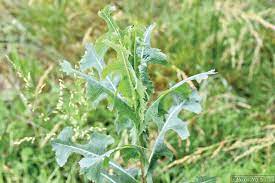 Use this guide to find the best weed killer for your lawn and garden problems. Prickly Lettuce Lactuca Serriola Research And Weed Control Advice