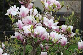Startseite » blütezeit von magnolien: Blutezeit Von Magnolien Wann Und Wie Lange Magnolienbaume Bluhen Gartenlexikon De