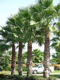 Washingtonia Palm Is One Of The Most Prevalent Palms In Florida It Is Not Native But Does Have A Stro Washingtonia Palm Landscape Design Backyard Landscaping