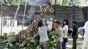 Bayi tapir itu lahir pada 8 september di kebun binatang tersebut. Lagi Hewan Mati Di Kebun Binatang Surabaya Bbc News Indonesia