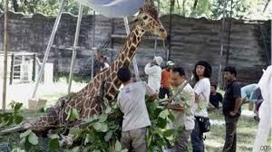 Di masa pandemi yang belum berakhir ini, sejumlah masyarakat berusaha untuk merenovasi atau mempercantik ruangan di dalam rumah. Lagi Hewan Mati Di Kebun Binatang Surabaya Bbc News Indonesia