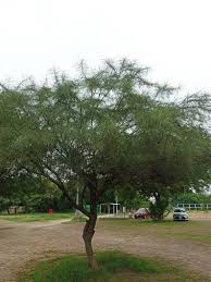 Image result for Acacia nilotica