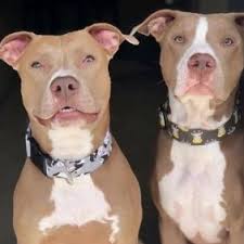Pittsburgh pit bull rescue is also an educational organization that provides educational support to communities in and around the pittsburgh area. 3 Best Pitbull Breeders In Pennsylvania 2021 We Love Doodles