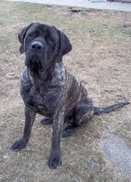 She was constantly having to go, she had some i have a male english mastiff and he also gets super itchy, he has wet himself without knowing once. Pin By Kayla Huffman On Home English Mastiff Dog Brindle English Mastiff Mastiff Dogs