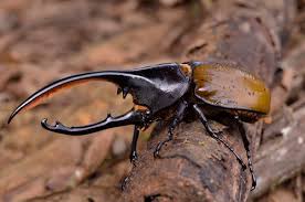 Image result for Stigmella samiatella