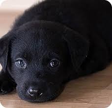 Check spelling or type a new query. Meeka Adopted Adopted Puppy North Vancouver Bc Labrador Retriever Golden Retriever Mix Golden Retriever Mix Puppies Labrador Retriever Labrador
