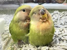 ひごペットクラブ 鳥・小動物館