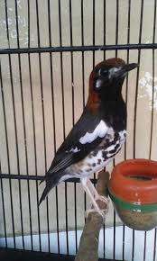 Semua membedakannya berdasar tongkrongan dan warna bulu. 29 Jenis Burung Kicau Populer Lengkap Gambar Dan Namanya Binatang Peliharaan
