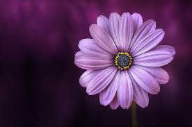 Maybe you would like to learn more about one of these? 20 000 Free Purple Flowers Bloom Images