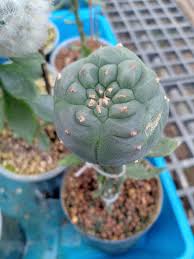 Hoping i can keep him alive and well, first time buying a grafted cactus plant. Successful Experience By Grafting Multiple Pereskiopsis With Mature Peyote Cactus As Scion Preciouscactus