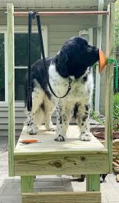 In the minutes right before this video, 15. Diy Grooming Table For Big Dogs My Brown Newfies