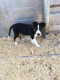 One is long haired and one is short hair. Smooth Coat Border Collie Puppies For Sale Off 54 Www Usushimd Com