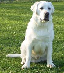 ~ we require a $200. English Labrador Retriever Yahoo Search Results Labrador Retriever Labrador Dog Labrador Retriever Quotes