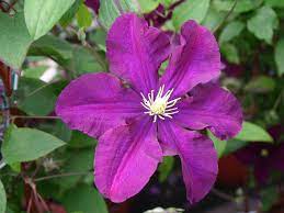 Check spelling or type a new query. Clematis Warszawska Nike Clematis Warszawska Nike Baumschule Horstmann