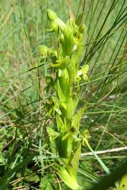 Image result for Conostomium natalense