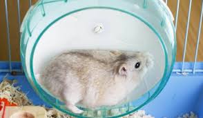 A analogia do estilo de vida repetitivo com a da roda do hamster