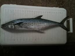 Maybe you would like to learn more about one of these? Jenis Dan Gambar Ikan Tenggiri Paling Lengkap Nama Nama Hewan