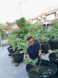 Definisi landskap merupakan persekitaran yang dialami oleh setiap individu. Laman Rumah Tanam Macam Macam Pokok Nampak Cantik Lelaki Ni Kongsi Tipnya Keluarga