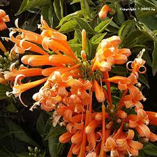 Image result for Pyrostegia