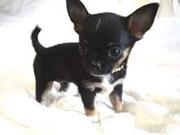 Mohon hindari transfer langsung ke penjual! Home Hill Country Chihuahuas Chihuahua Chihuahua Puppies Cute Chihuahua Baby Chihuahua