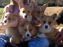 Get an email notification for any results for sale in dogs and puppies in gauteng when they become available. Cute Akc Pembroke Welsh Corgi Puppies For Sale In Rome Georgia Classified Americanlisted Com