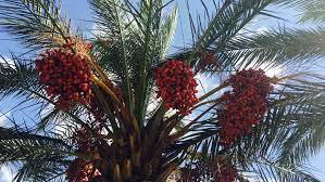 Phoenix dactylifera, commonly known as date or date palm, is a flowering plant species in the palm family, arecaceae, cultivated for its edible sweet fruit. How To Grow And Care For Date Palm Trees